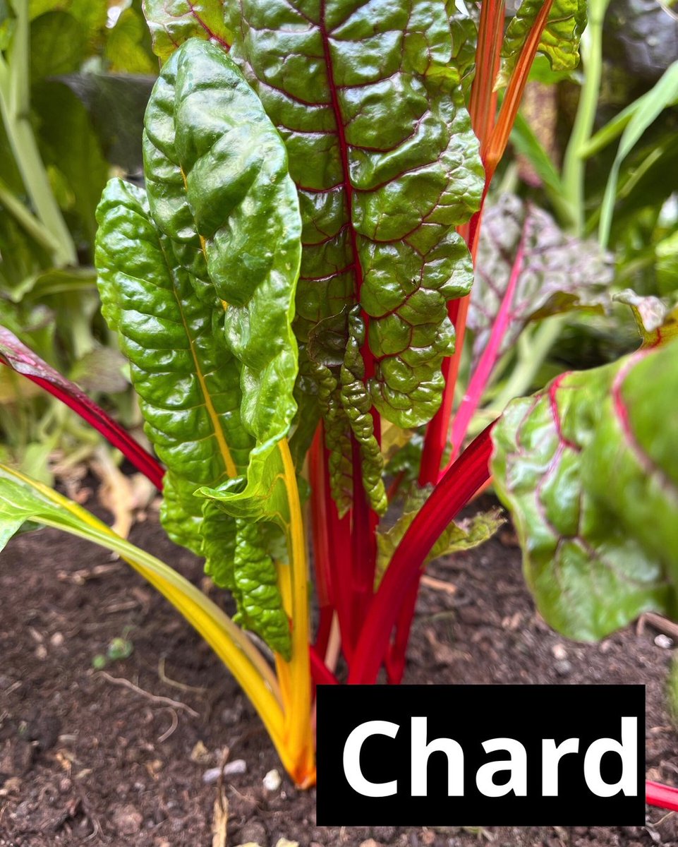 I was pleasantly surprised to find some love Rainbow Chard growing next to my massive Mustard Greens when I took off the fleece cloche.

Not only have I started another batch in the greenhouse, I now have some to eat as well.
I don’t like being without this fabulous green leaf.