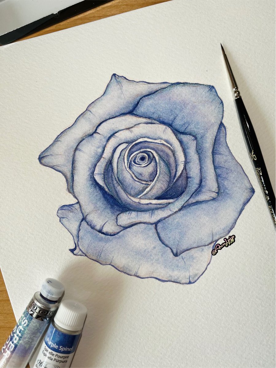 traditional media no humans rose flower blue flower blue rose pencil  illustration images