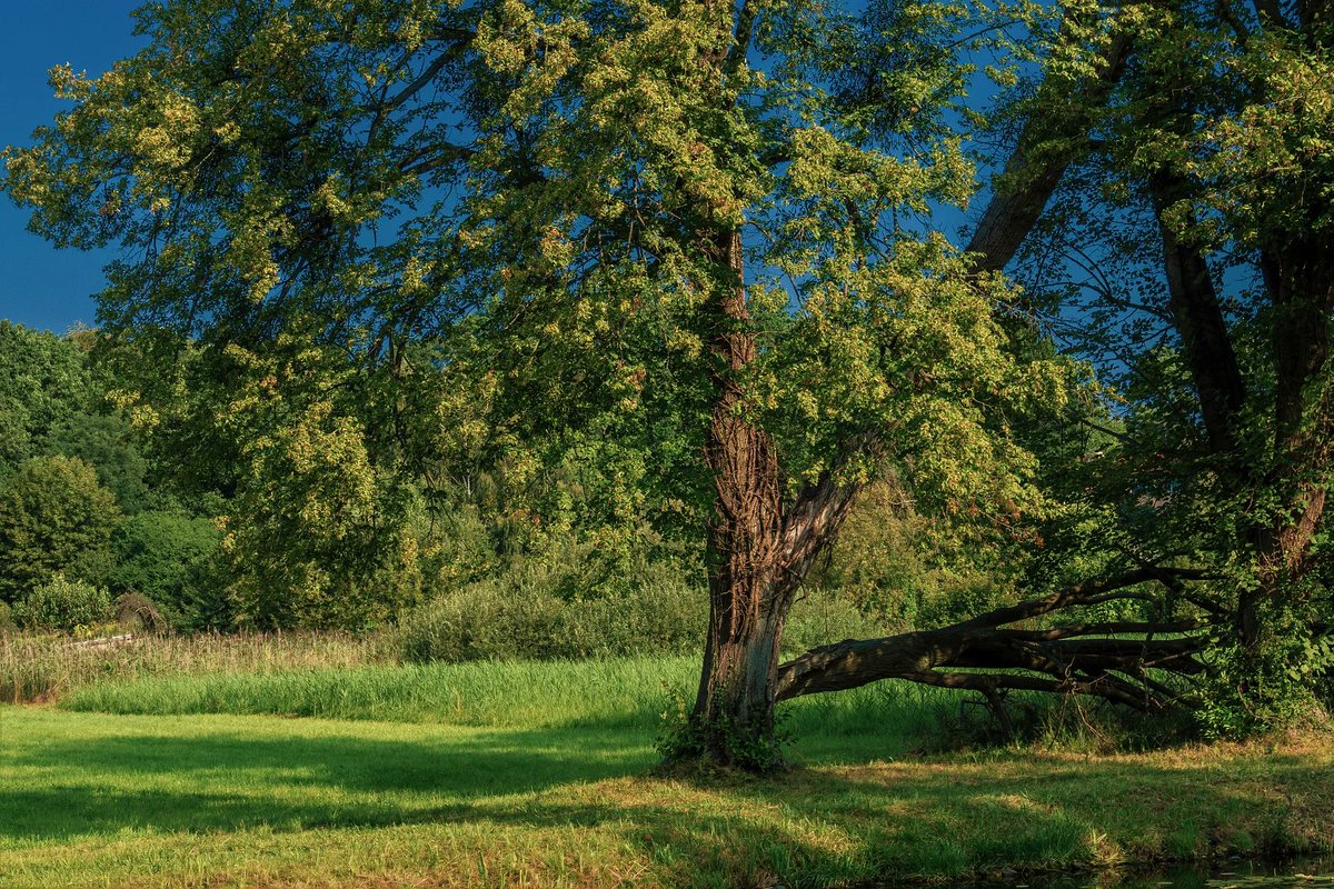 🌳 Calm forest... 💚 💙