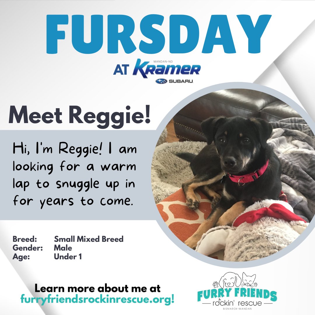 KramerAutomoti2's tweet image. 🐾Looks who's coming for a visit this Fursday - Reggie!!!

Come out to #KramerSubaru! 
📍700 Old Red Trail
      Mandan, ND 58554
☎️ (701) 490-8874
Shop our website or schedule your service appointment: 🖥️ kramerchevrolet.com
#FurryFriends #KramerFamily #MandanND #Fursday