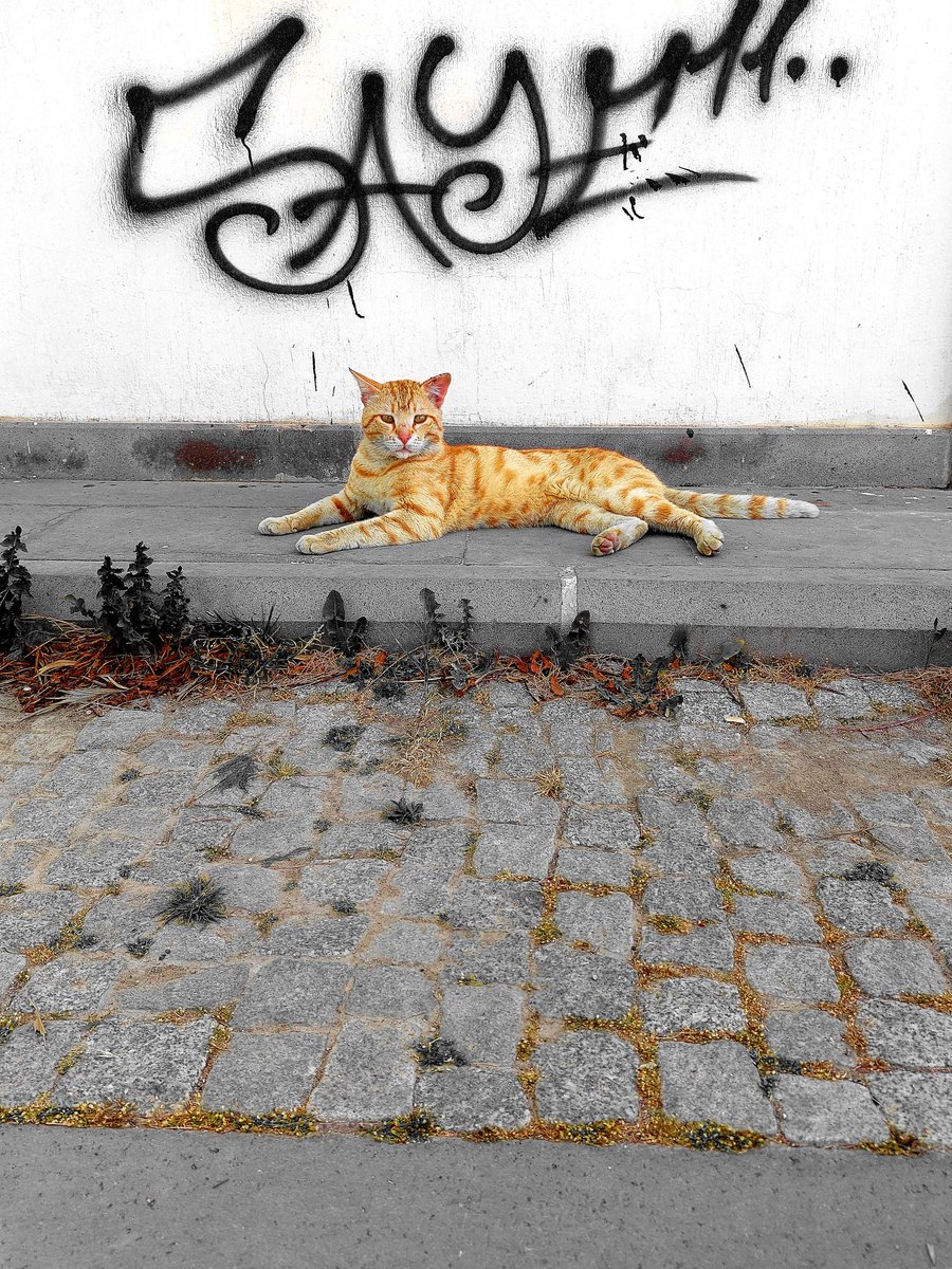 ohhcomeonmann's tweet photo. #2020kpss magdurlari 2022 deki hali jfsjhxhs
#CatsOfTwitter https://t.co/avo70Rlg7H