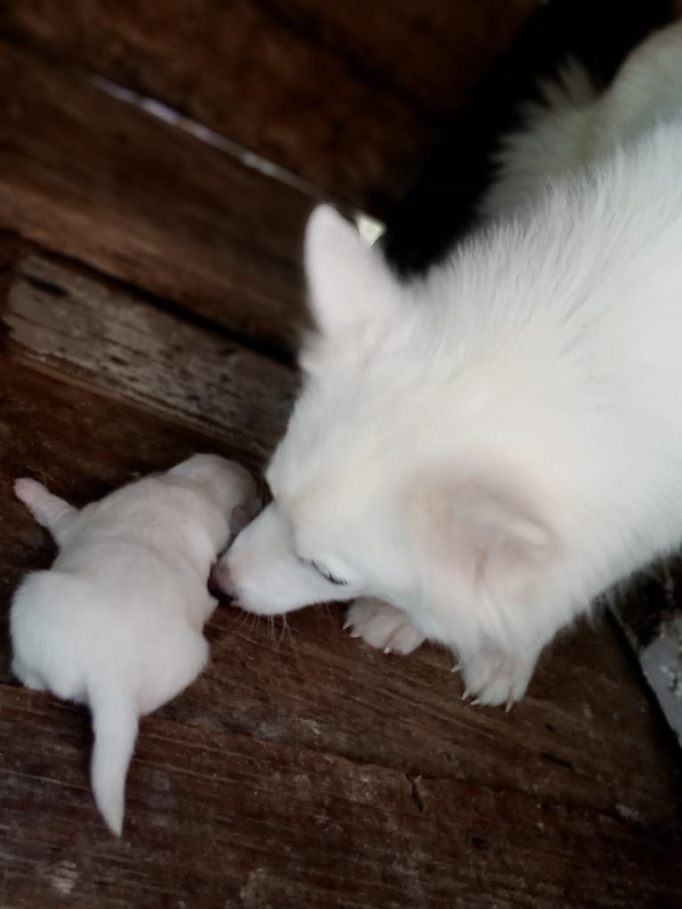 microbialawyer's tweet image. Holla, my dog (Possessed) gave birth last week Wednesday.
You can start ordering your puppies 💃💃💃
Whitney gave birth today, anticipate her pictures soon too 😍