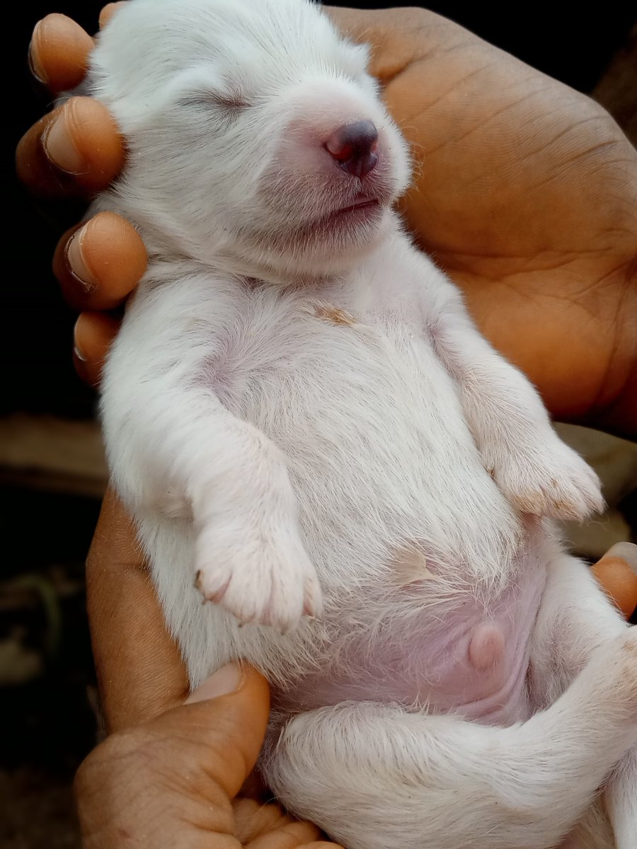microbialawyer's tweet image. Holla, my dog (Possessed) gave birth last week Wednesday.
You can start ordering your puppies 💃💃💃
Whitney gave birth today, anticipate her pictures soon too 😍