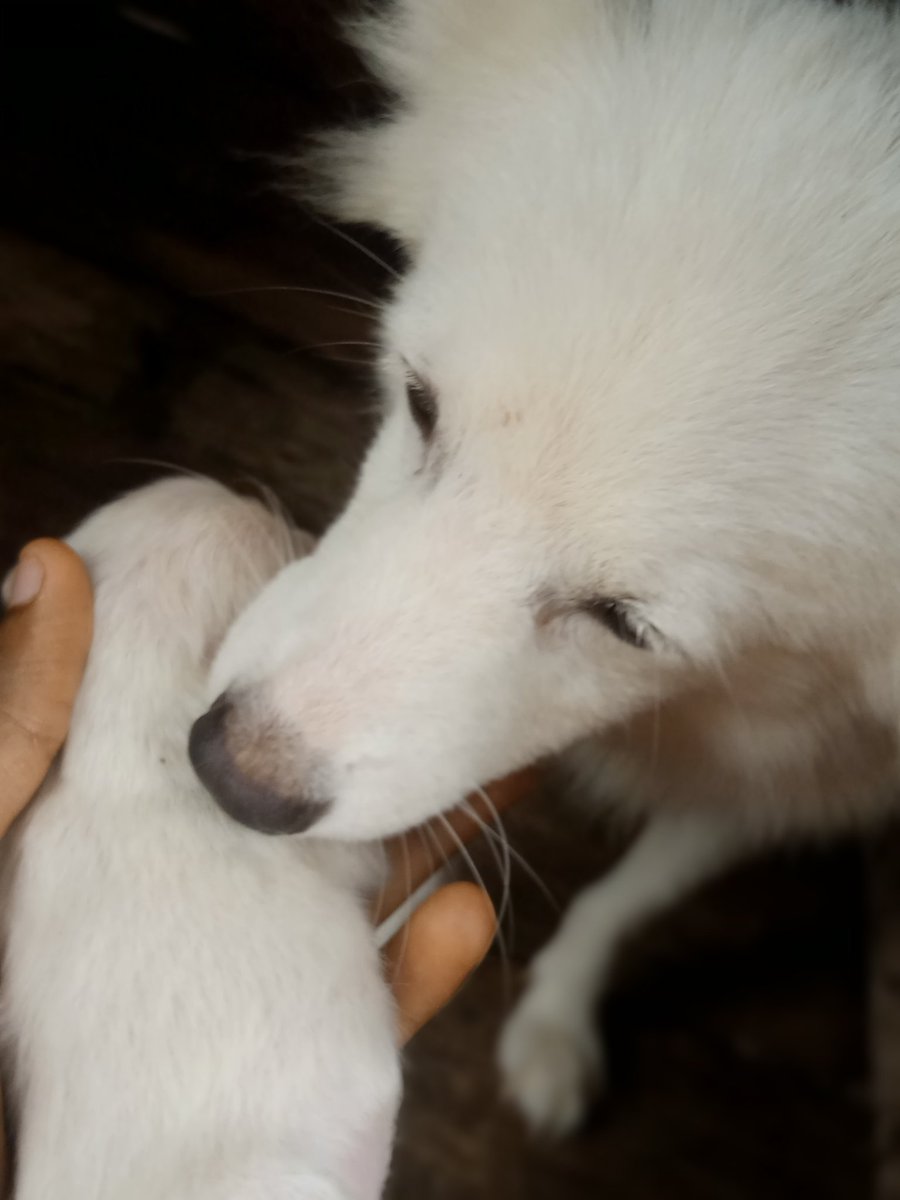 microbialawyer's tweet image. Holla, my dog (Possessed) gave birth last week Wednesday.
You can start ordering your puppies 💃💃💃
Whitney gave birth today, anticipate her pictures soon too 😍