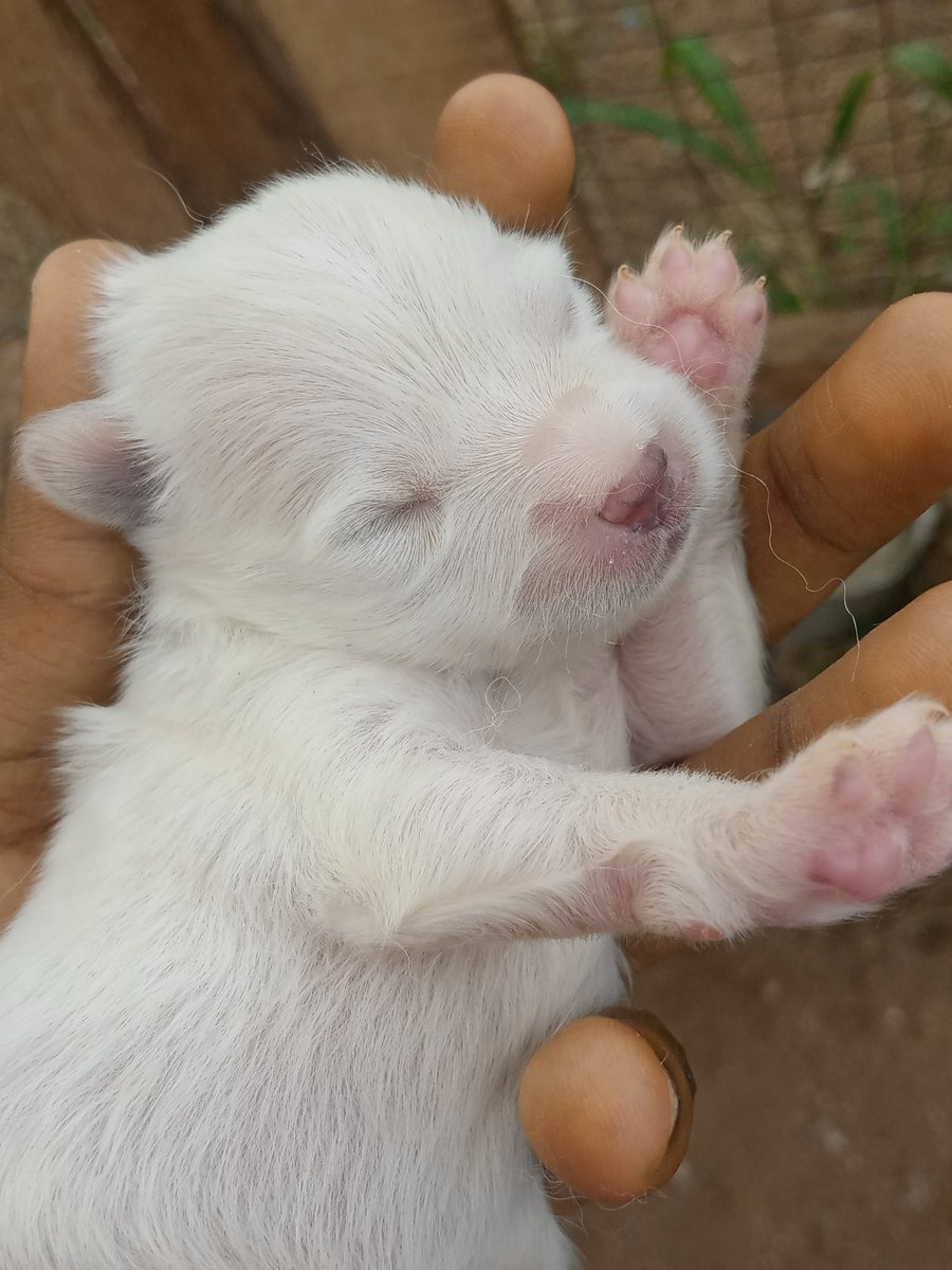 microbialawyer's tweet image. Holla, my dog (Possessed) gave birth last week Wednesday.
You can start ordering your puppies 💃💃💃
Whitney gave birth today, anticipate her pictures soon too 😍