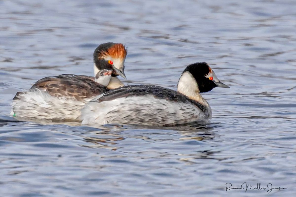Un día como hoy hace 48 años, Mauricio Rumboll y Eduardo Shaw encontraban el primer ejemplar de un macá que no reconocían ¡era una especie nueva para la ciencia! 
El Macá Tobiano fue descubierto en 1974 y sus sitios de invernada se conocieron recién en 1994.