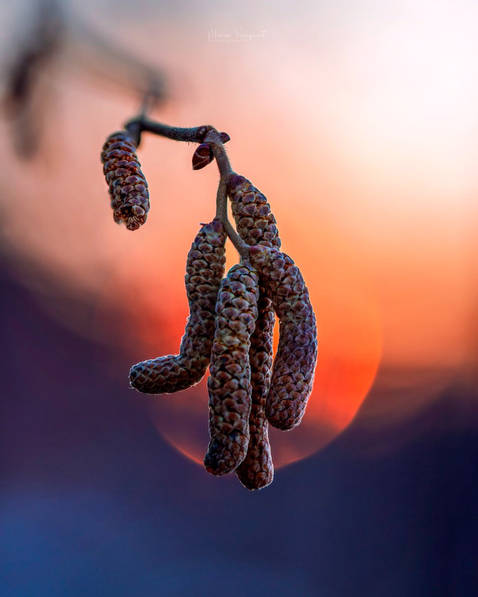 MacroViewpoint's tweet photo. @borntottravel Golden hour bokeh from March ✨ https://t.co/4wEAX0Osl6