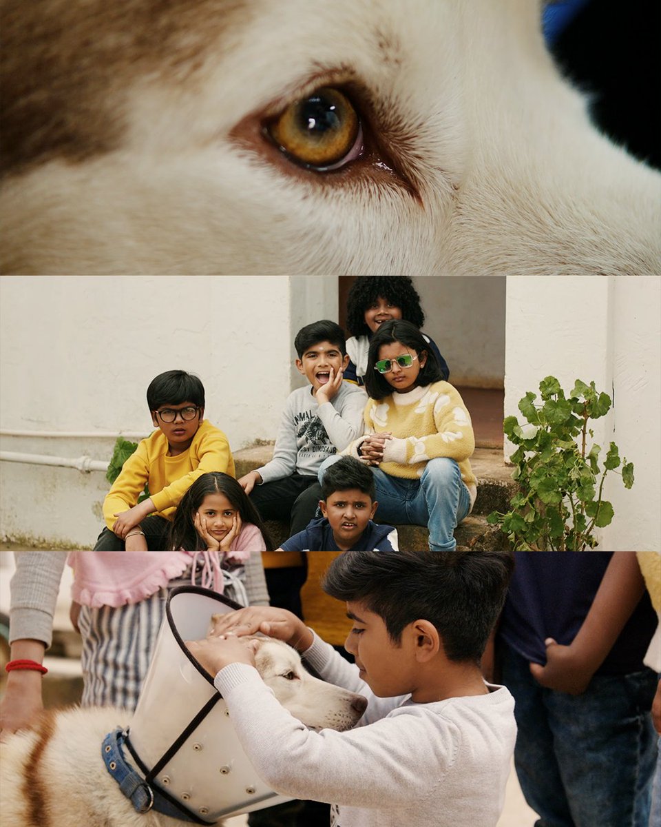 igtamil's tweet photo. The happiest and most wonder-fur day in Simba's life! 💕

Watch #OhMyDogOnPrime, now @PrimeVideoIN

@Suriya_offl #Jyotika @arunvijayno1 #VijayaKumar #ArnavVijay @rajsekarpandian https://t.co/9O0azxPbcC