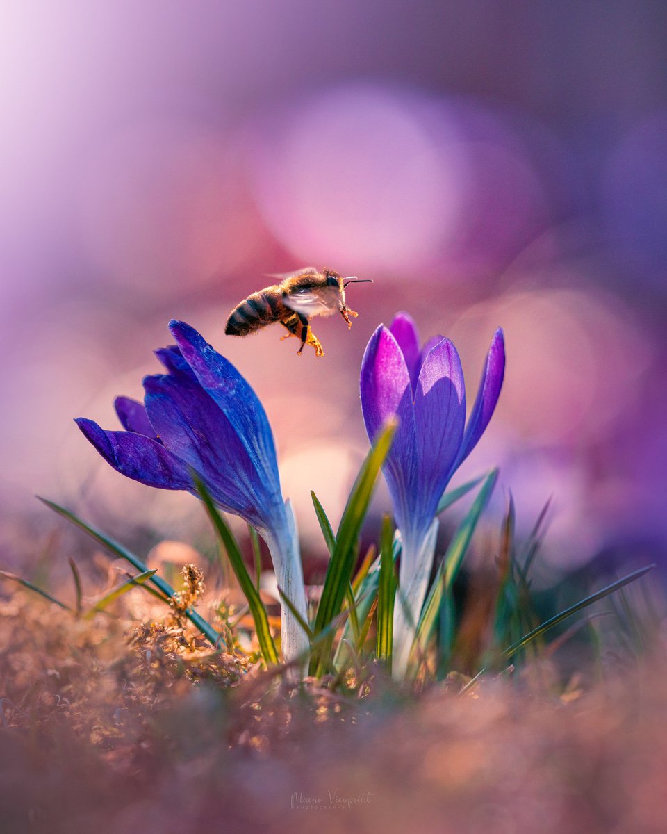 MacroViewpoint's tweet photo. @jjays_captions Purple and dreamy 💜✨ https://t.co/Px956Na3K4