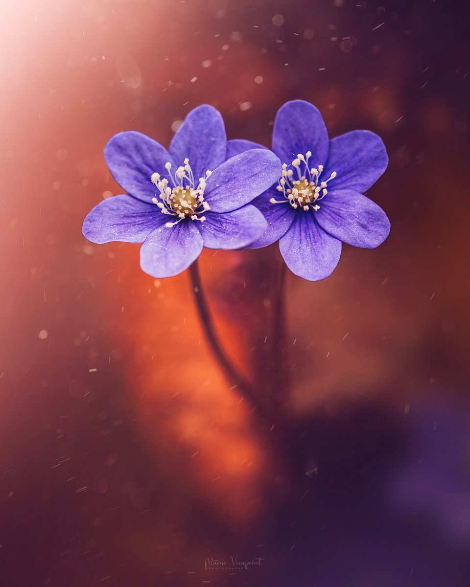 MacroViewpoint's tweet photo. @jjays_captions Purple and dreamy 💜✨ https://t.co/Px956Na3K4