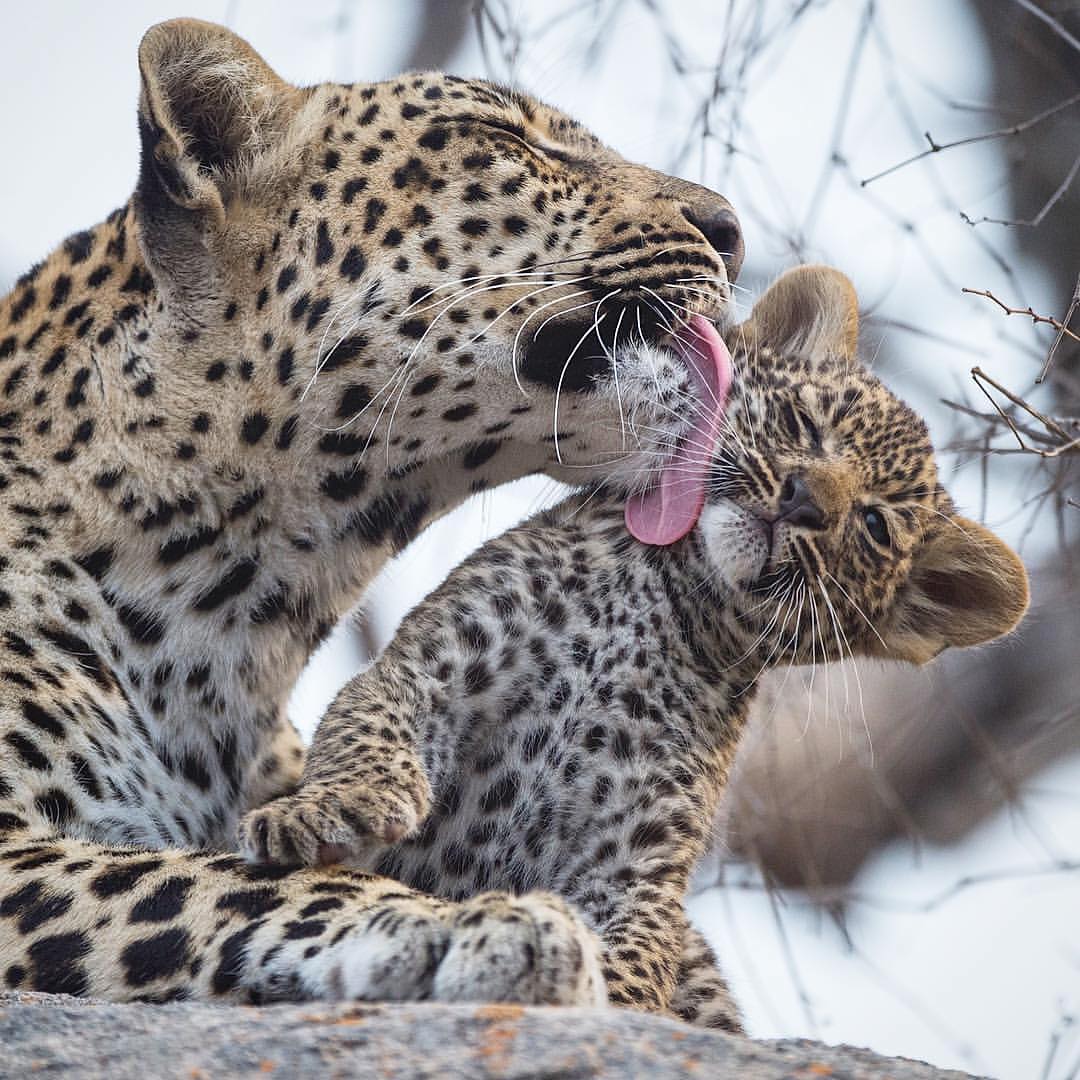 barbypada's tweet photo. ♡♡♡
#nature #NatureBeauty  #wildlifephotography #wildlife https://t.co/UsdpPsGFWn