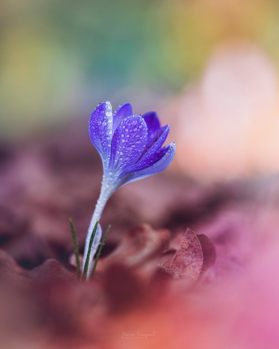 MacroViewpoint's tweet photo. @jjays_captions Purple and dreamy 💜✨ https://t.co/Px956Na3K4