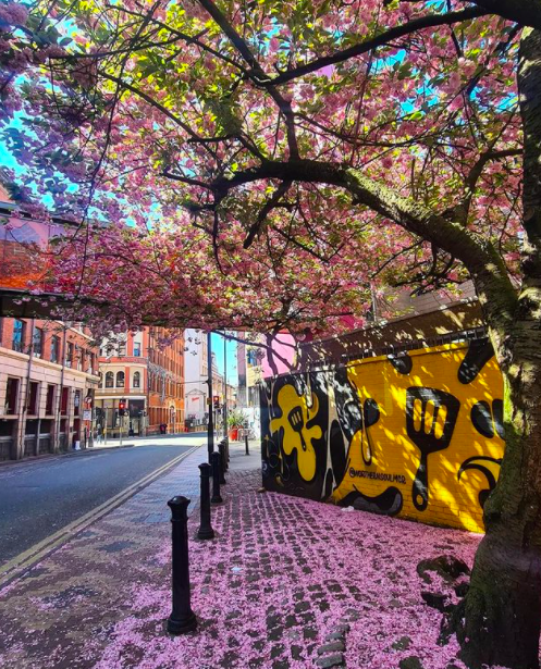 Our mid-week muse. Those gorgeous NQ blossoms, captured by <a href="/cariad/">Courtney ‘Bette Noir’ Griffiths</a>.yoga.