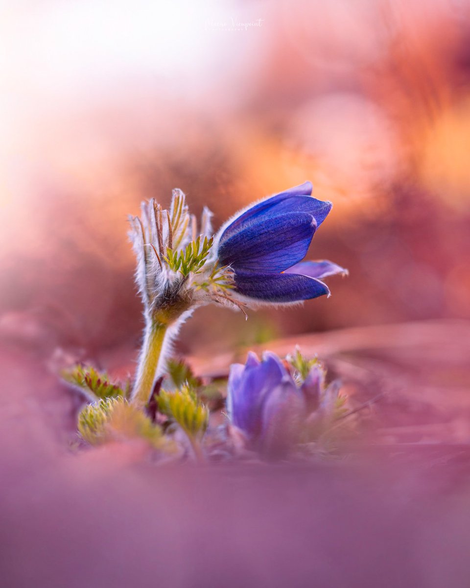 Into the Dreamland ✨

#SonyAlpha #pulsatilla #pasqueflower #bokeh #NaturePhotography #fineartphotography #macrohour