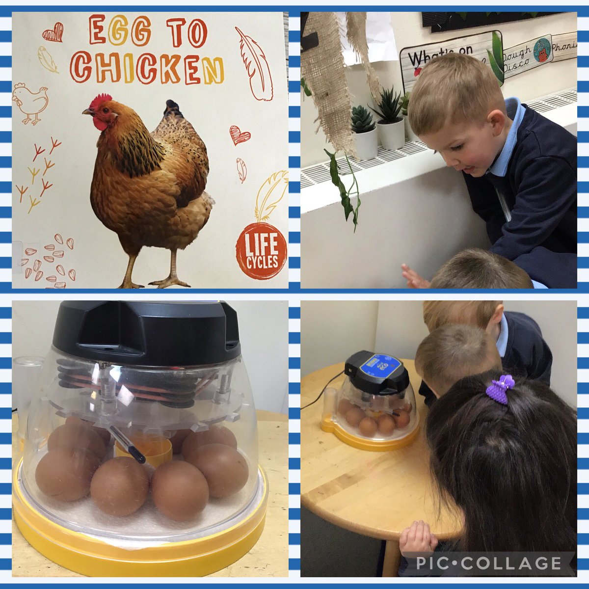 BartonMossCPS's tweet photo. Children in Nursery have been learning about the life cycle of a chicken and are waiting patiently for the eggs to hatch. They have learnt and remembered lots of scientific vocabulary @SwantonSarah @_missrobinsonx @mrsunsworth35 #incubation #bartonmossscience https://t.co/0vCKidJVgL