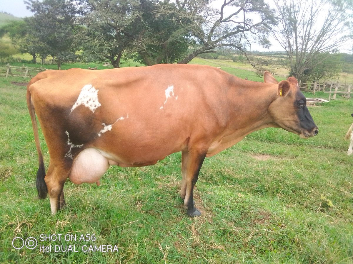 SamTibine's tweet photo. Sniffing
Mounting others
Doesn't stand
Vulva is slightly swollen
Some times decline in milk production https://t.co/rdWAPjNRkM