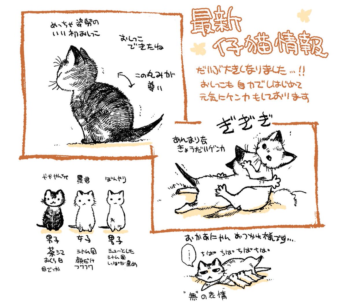 バタバタしててちょこっとご無沙汰してしまいました
仔猫いまこんな感じです(*╹◡╹)<オオキクナッタヨ! 