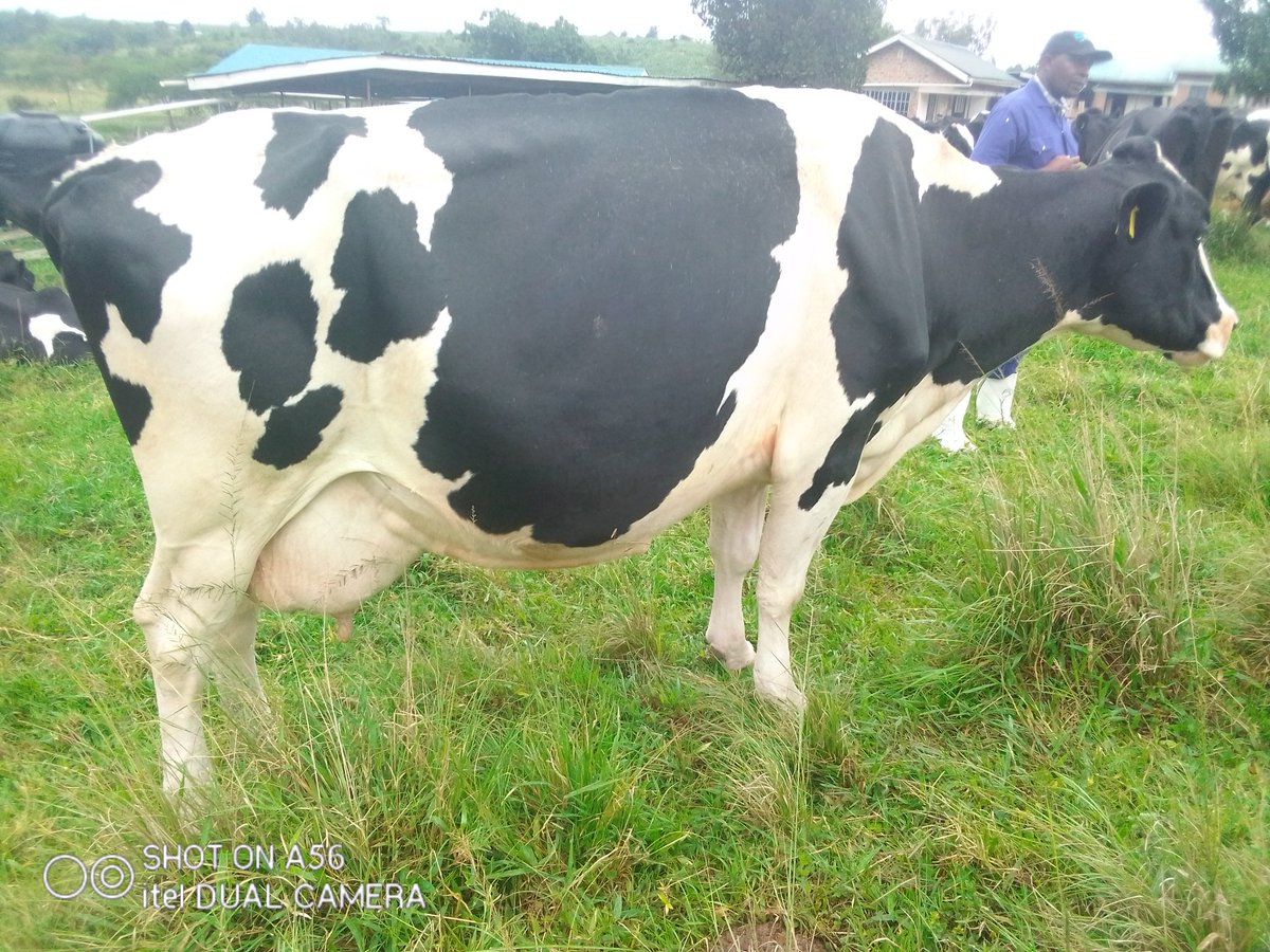 SamTibine's tweet photo. The early heat

Duration: 3-8 hours
Cow is nervous
Restlessness
Stands alone
Mooing https://t.co/FqA4lOoEIe