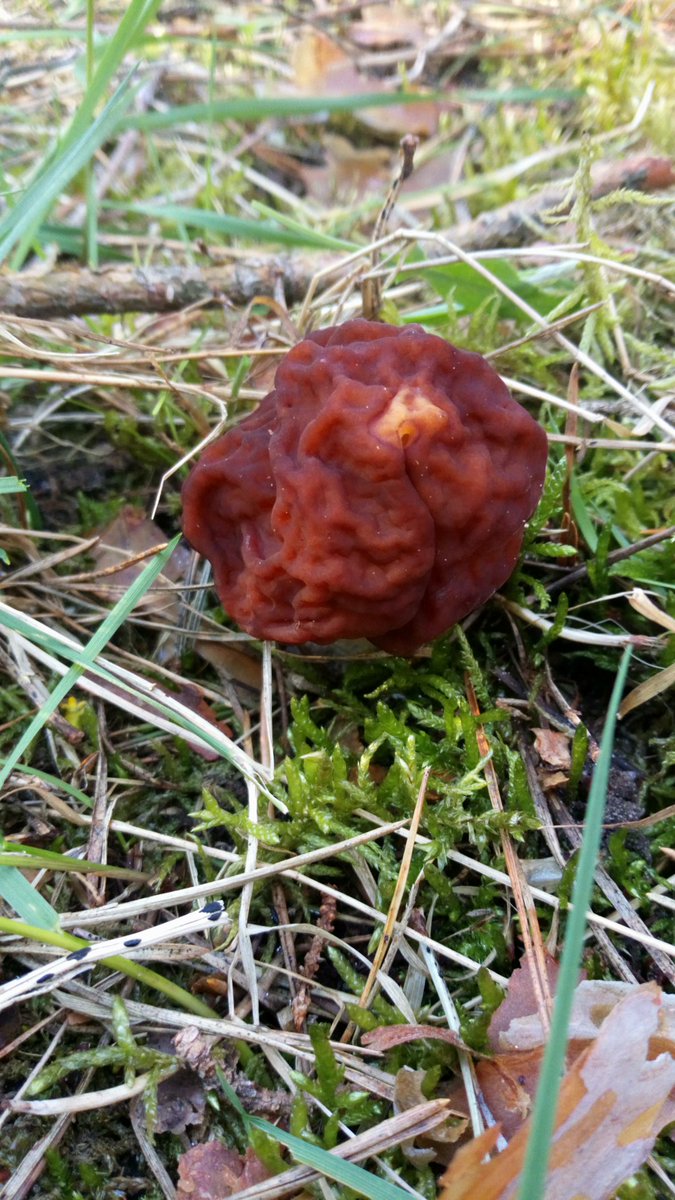 LX8111's tweet photo. Different colors. #Frühjahrsgiftlorchel #GyromitraEsculenta #FalseMorel #Pilze #Mushroom #Fungi https://t.co/hPeHEGYKjX