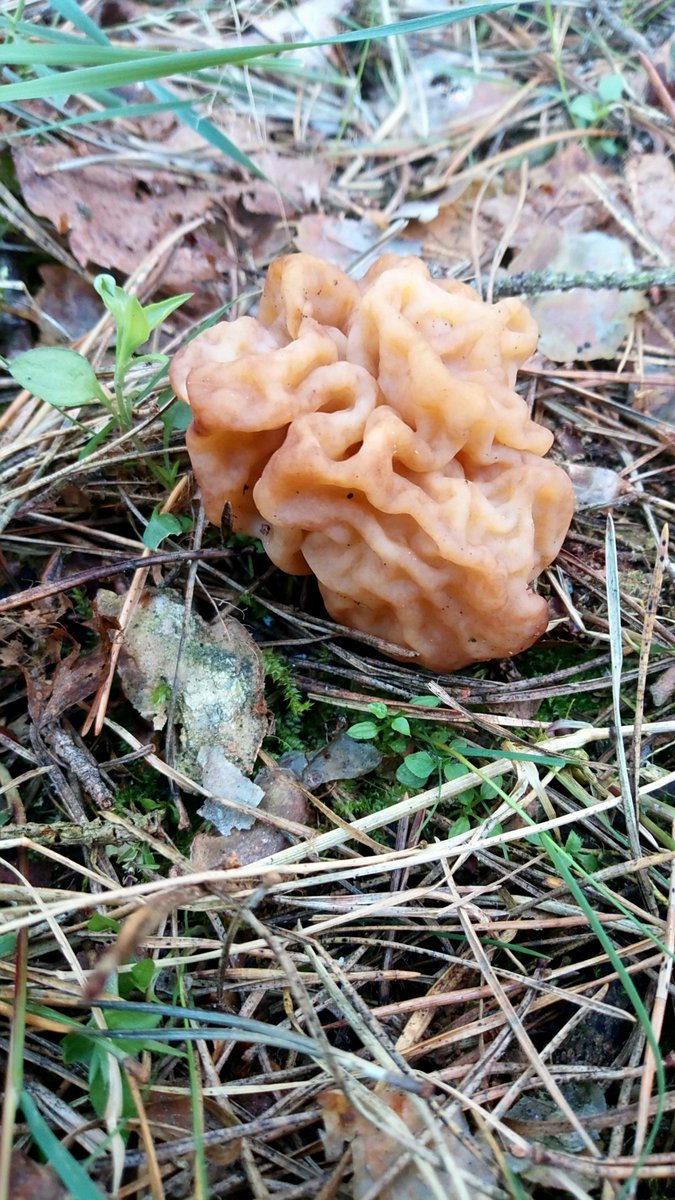LX8111's tweet photo. Different colors. #Frühjahrsgiftlorchel #GyromitraEsculenta #FalseMorel #Pilze #Mushroom #Fungi https://t.co/hPeHEGYKjX