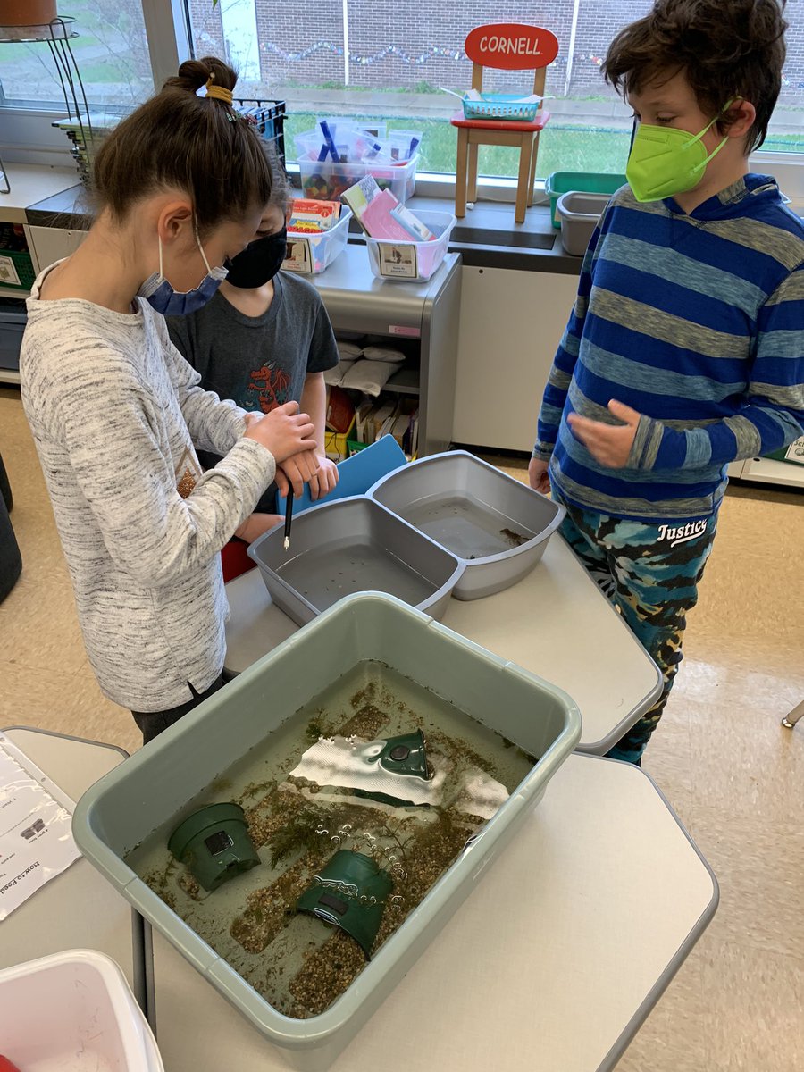mcdteam2's tweet photo. Crayfish feeding day! #StructuresOfLife #WeAreScientists @NortheastES https://t.co/bAyKrnTE4O