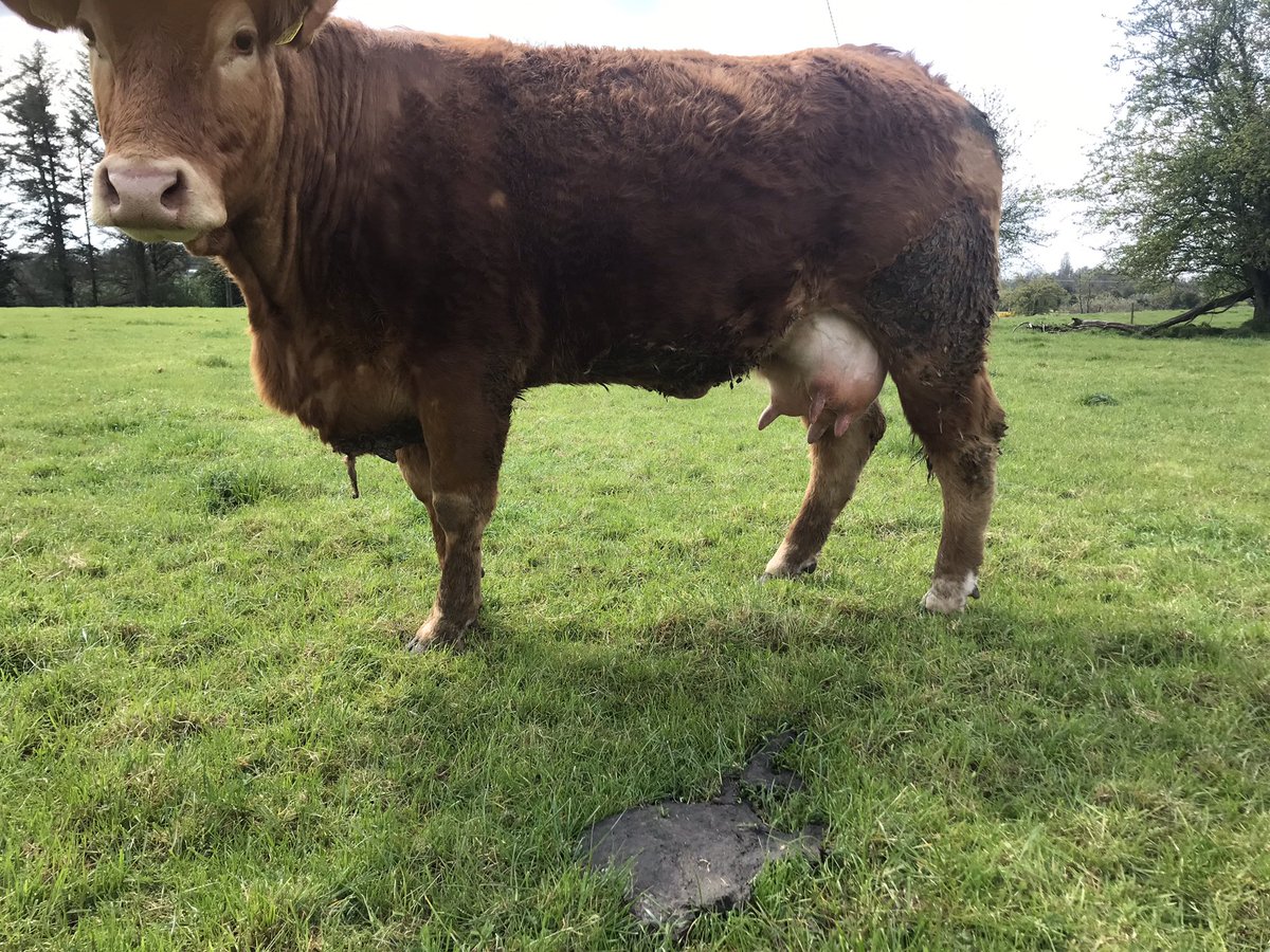 Coolrain Pedigree Limousin (Est. 1999) tweet media