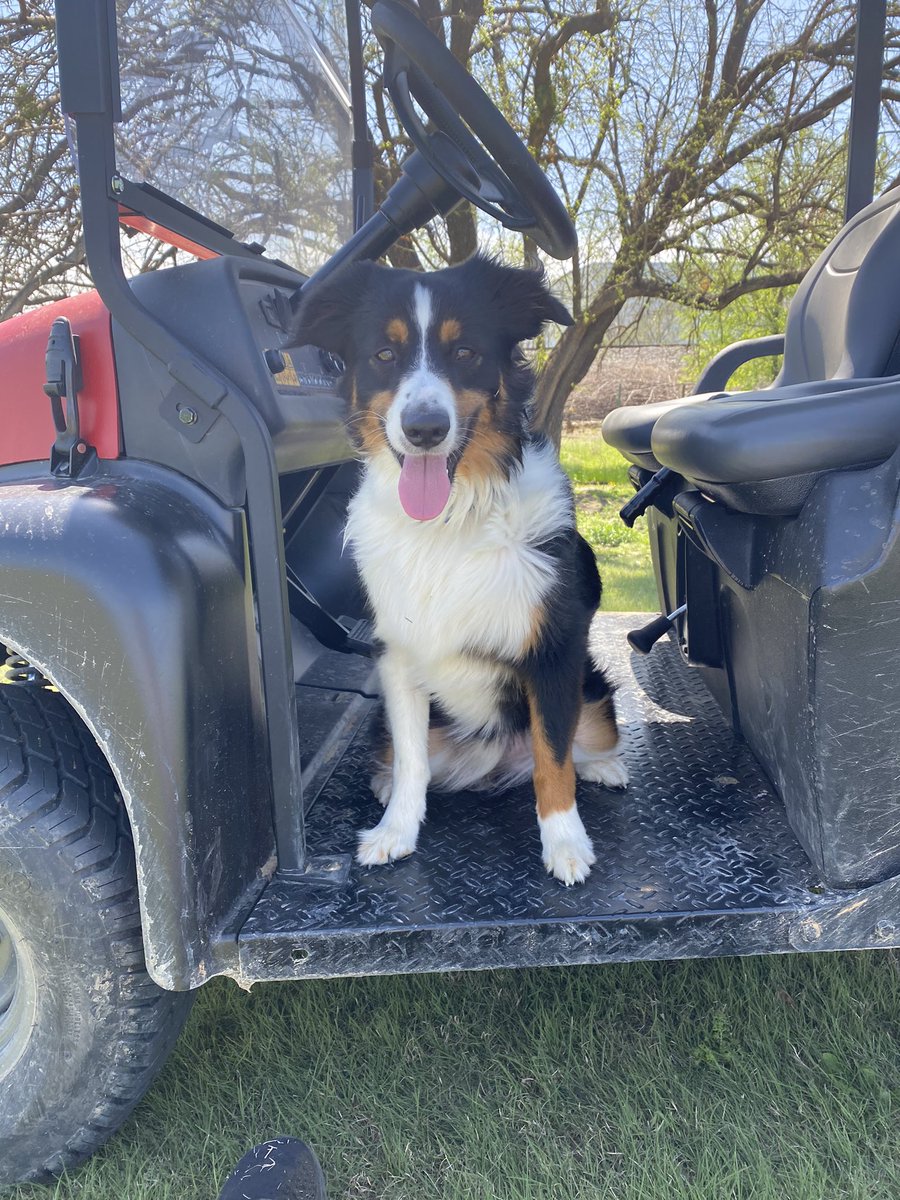 Baker Dog is clocked in and ready for the day! #GolfCourseDogs