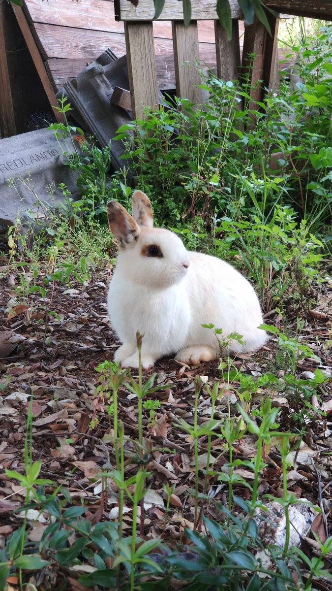 Ayer nos encontramos con este individuo en casa. Le hemos dejado una zanahoria y hoy ha vuelto a comersela 😁😁😁