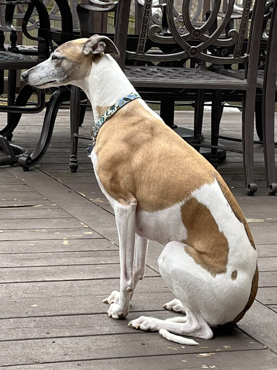 CoraTheWhippet's tweet image. Not sure if it exists but I feel like #whippetwednesday should be a thing?!?  To start, here’s a photo of me being very whippety. 🐾🐕🐾
#dogs #whippet #dogsoftwitter