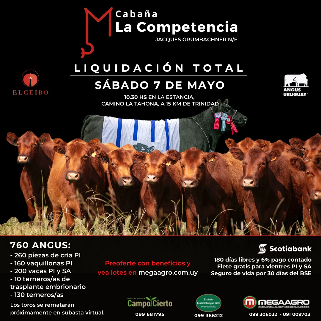 📢𝐑𝐞𝐦𝐚𝐭𝐞 𝐀𝐮𝐬𝐩𝐢𝐜𝐢𝐚𝐝𝐨 𝐀𝐧𝐠𝐮𝐬
Liquidación Total de Cabaña La Competencia de Jacques Grumbacher
📆Sábado 7 de Mayo
📍En la propia Estancia 
🔨Remata  <a href="/MegaagroUy/">Megaagro</a> 
Vea el catálogo📲preoferta-megaagro.globaluy.com/home/auction-v…

#remateauspiciadoangus #angusuruguay