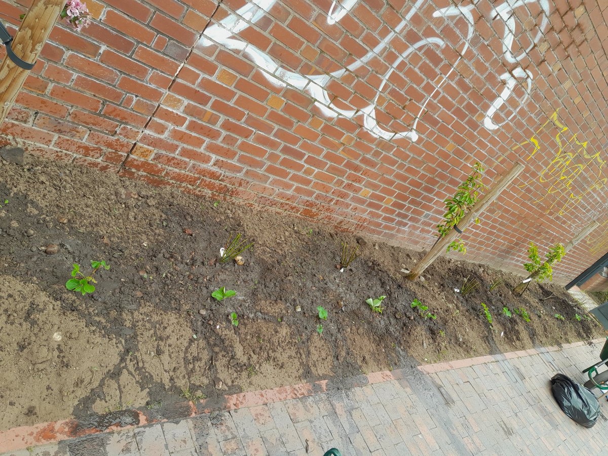Out with Wild In Brum team today planting some roses near St Vincent Street Bridge

#canalrivertrust #flowers #roses #wildinbrum #volunteerswork