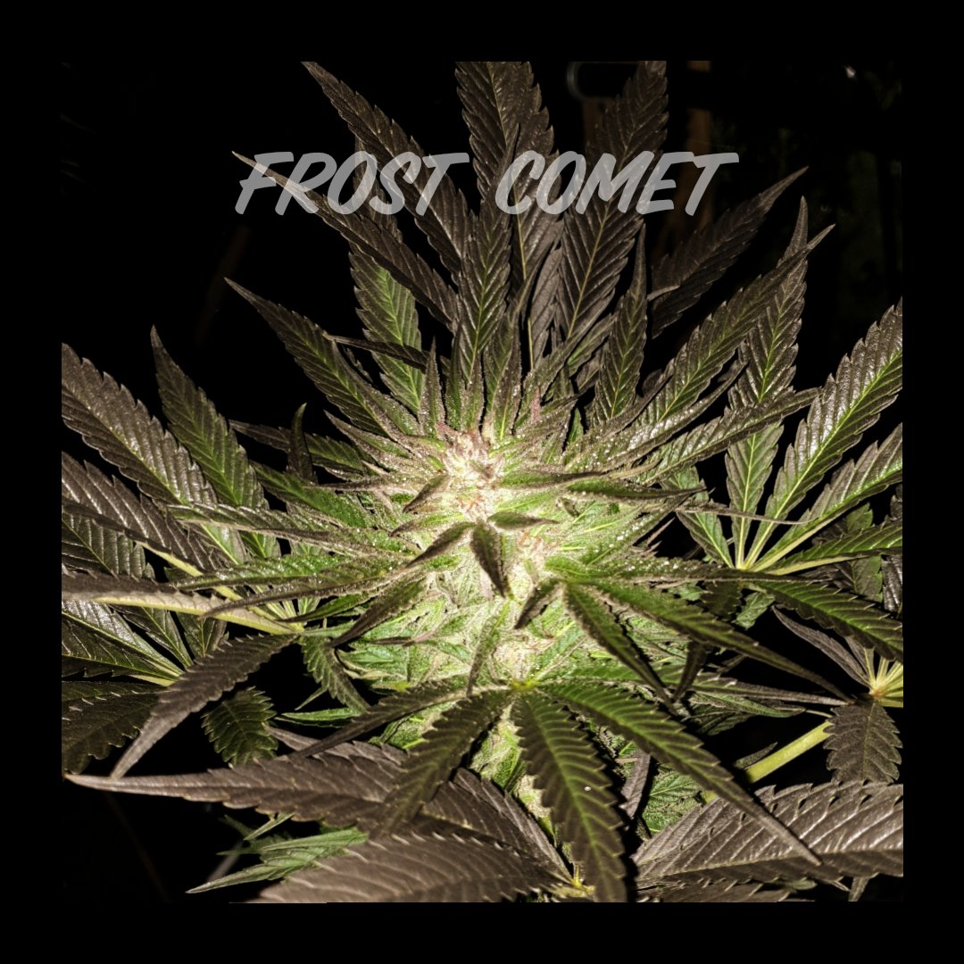Spectral Seed CO. tweet media