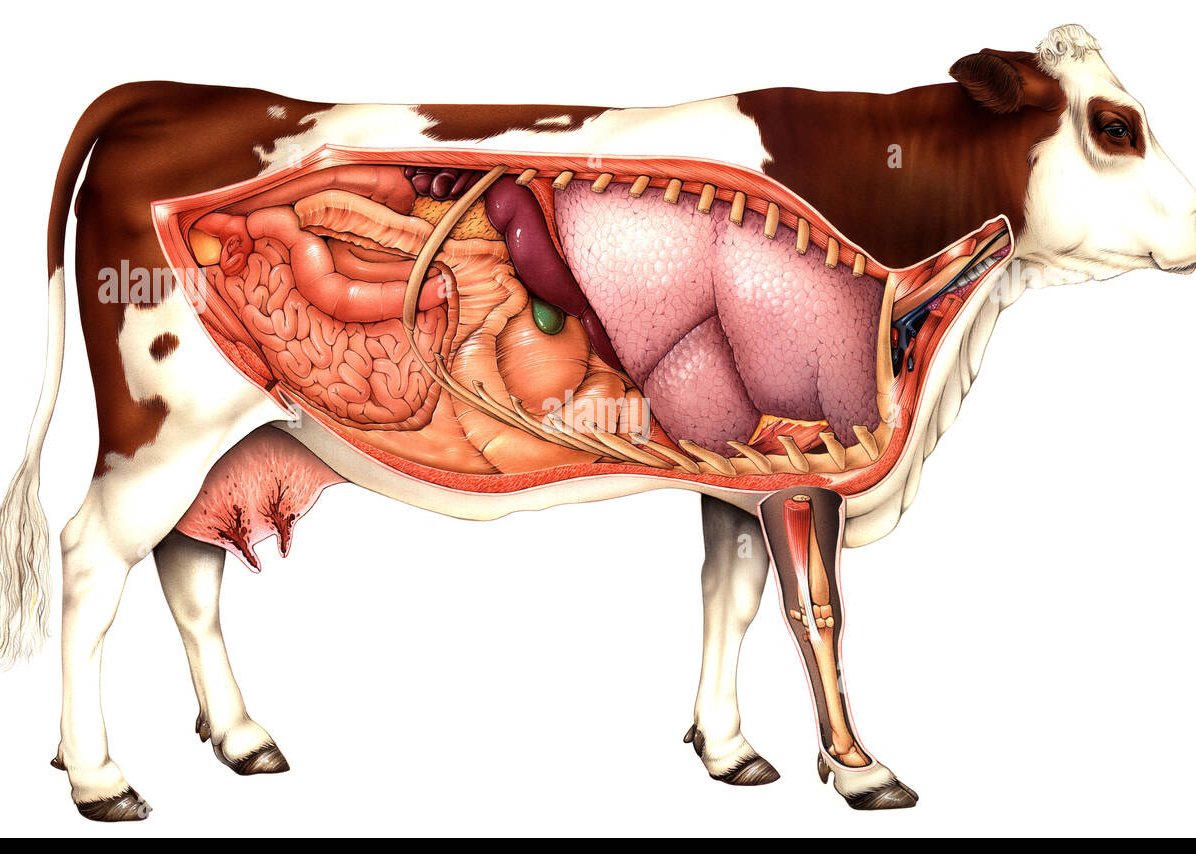 Cetosis en sangre vacas