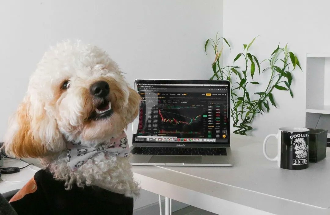 Bom dia 🐶 ☕ 📈