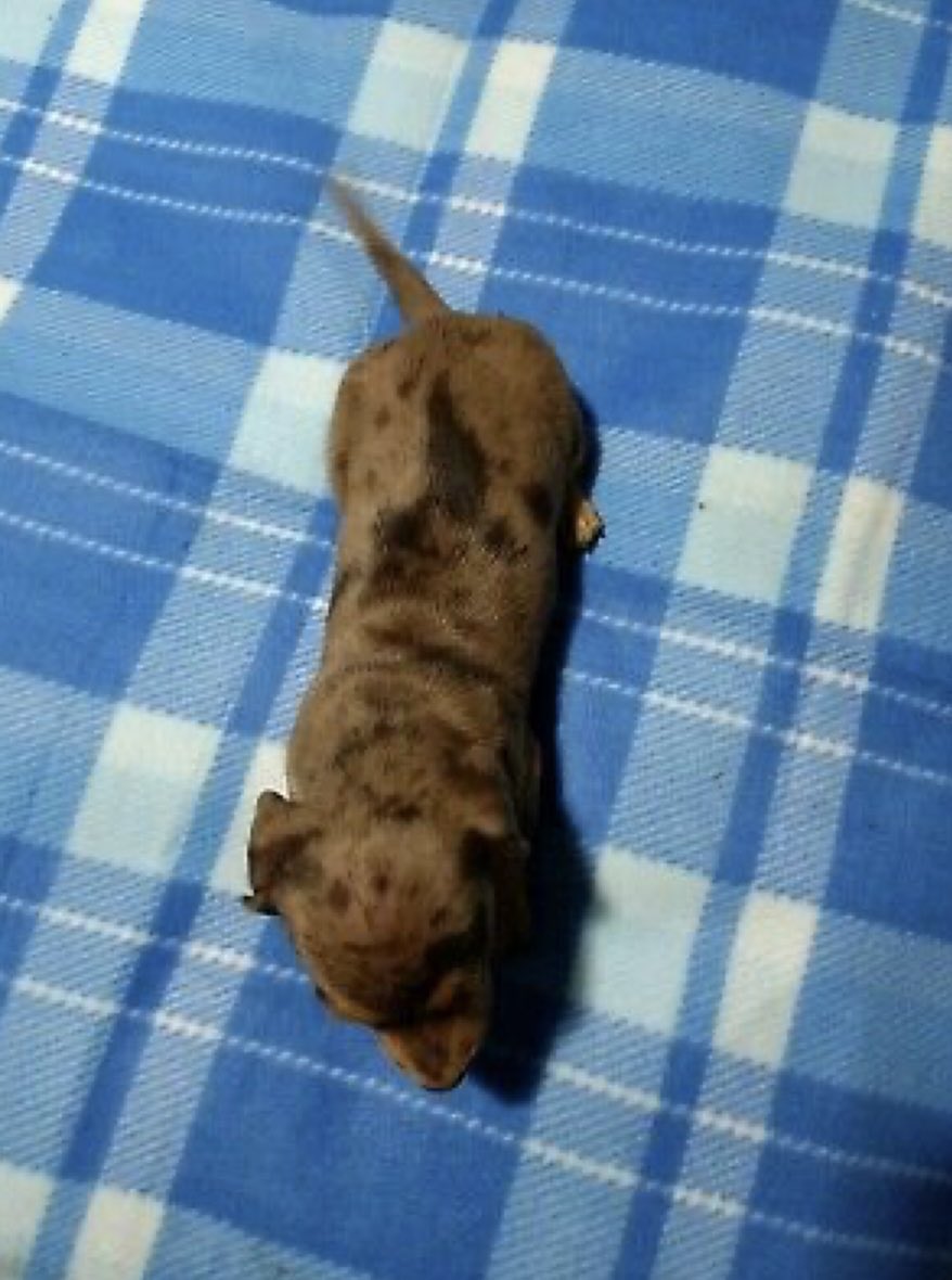 olivarrys's tweet photo. So I may have kind of put down a deposit on a puppy🥰 https://t.co/WcbmKlRagP