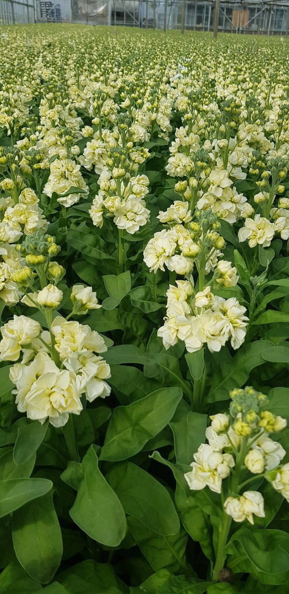 It's starting to smell like summer in West Norfolk! #britishflowers #scentedstocks