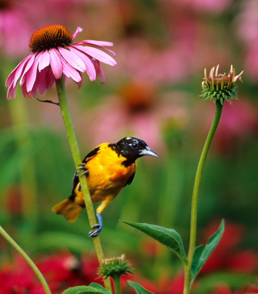 Join us in asking Lowe's and Home Depot to improve their plant offerings and labeling this spring.
 
Sign ABC's form and send a letter directly to these stores!
act.abcbirds.org/a/take-action-… 

Photo: Baltimore Oriole on coneflower by Danita Delmont/Shutterstock