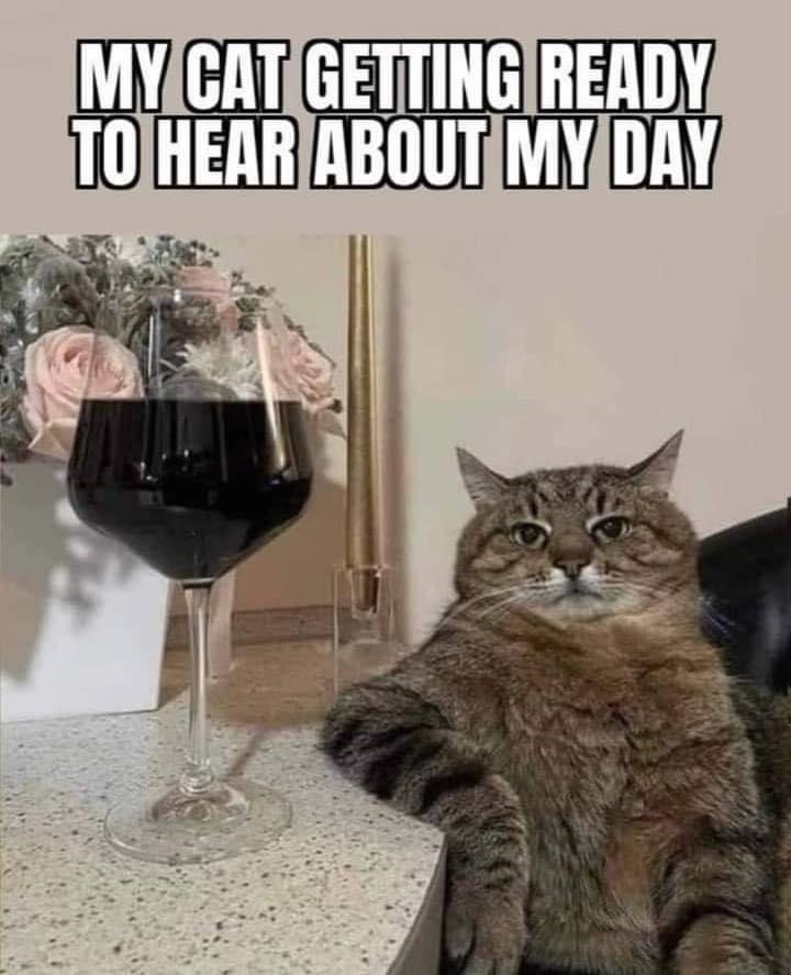 ColeTheBlackCat's tweet photo. "Here she goes again..." 😾 https://t.co/HfHCXl8ARe