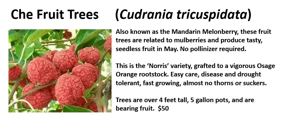 eggsotics's tweet photo. We'll have beautiful Che Fruit trees for sale this week at Haile Farmers Market.  Grafted, large trees bearing fruit in 5 gallon pots. $50.  Saturday 8:30-12.  Haile Village Center https://t.co/7XMDADygmu