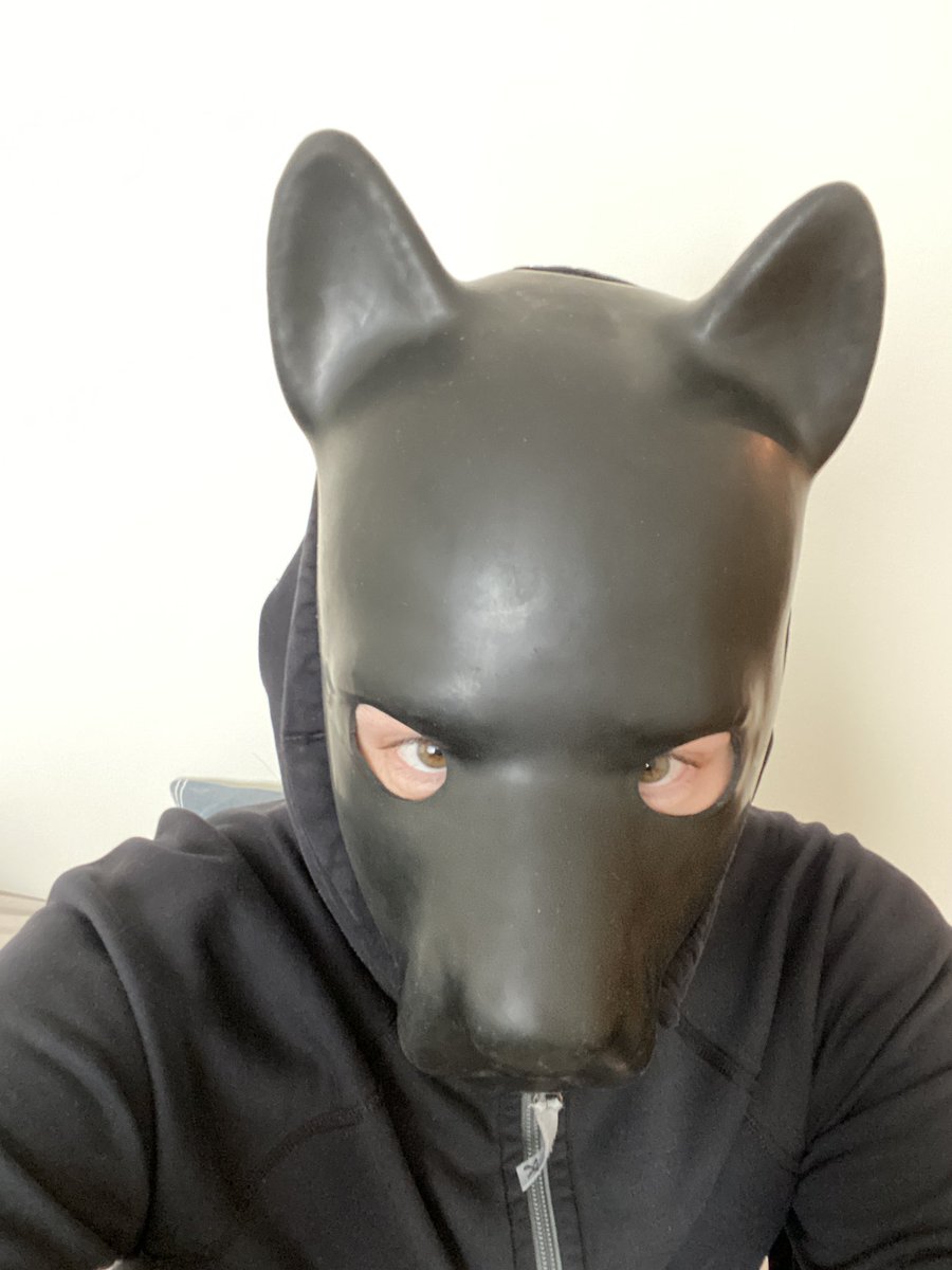 Just got home from being away for a couple of days. Missed being a doggo 😳