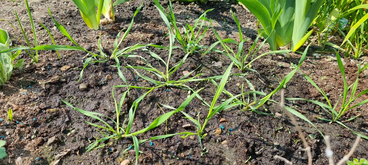 Clearpreso's tweet photo. Planted out my wheat, sitting on a future goldmine #wheatwatch https://t.co/Vog7CPh0T7