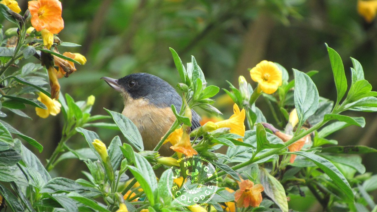 This rusty flowerpiercer (Diglossa sittoides) is enjoying a flower bath in the gardens of La Minga Ecolodge.
Reservas/Bookings:
laminga.ecolodge@gmail.com
#lamingaecolodge #birdsbrilliance #nature_worldwide_bird #birdsofcolombia #birdingmagazine #birdingcolombia #colombiabirdfair