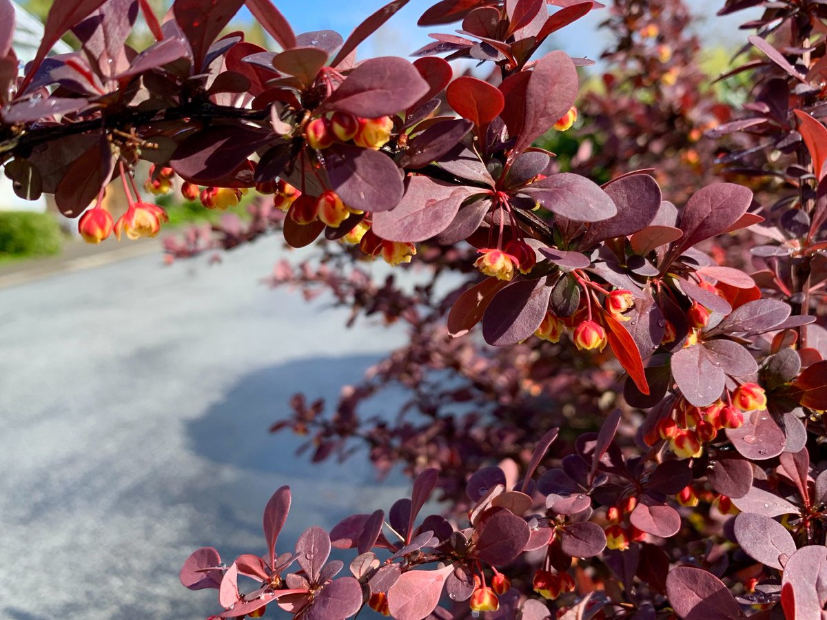 午后一场阵雨过后，天晴日出，空气里弥漫着湿润的气息。小区遛弯，拍到一个叶色优美、姿态圆整挂着黄色小花苞的植物。查了一下，叫小檗。这种植物，在园林绿化中通常与紫丁香、四季丁香、连翘、榆叶梅等其他矮化常绿树种互相搭配作块面色彩布置，用于布置花坛、花镜，构成万紫千红的园林景观。我在考