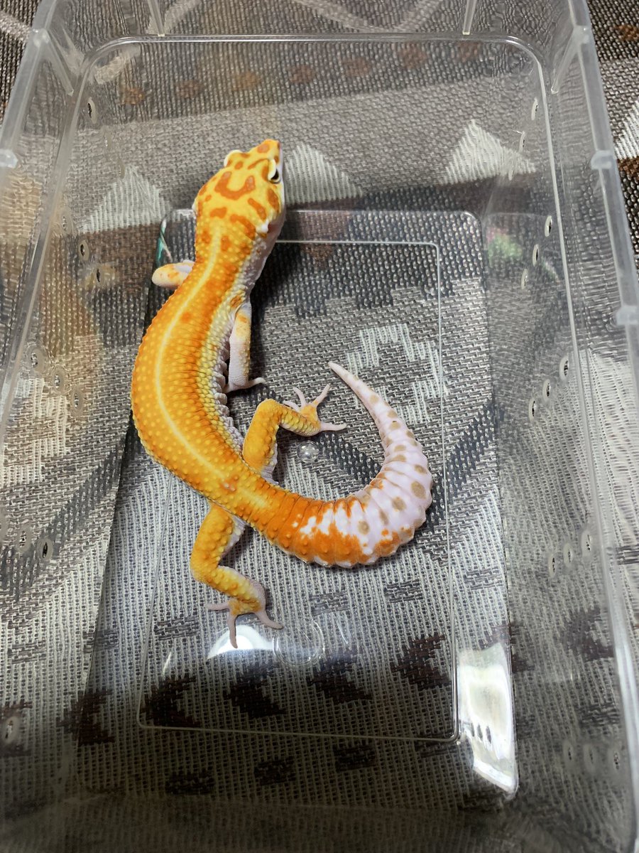 レオパ愛好家 🆕ヒョウモントカゲモドキ スーパーレーダーPossW&Y(No.24309) 白