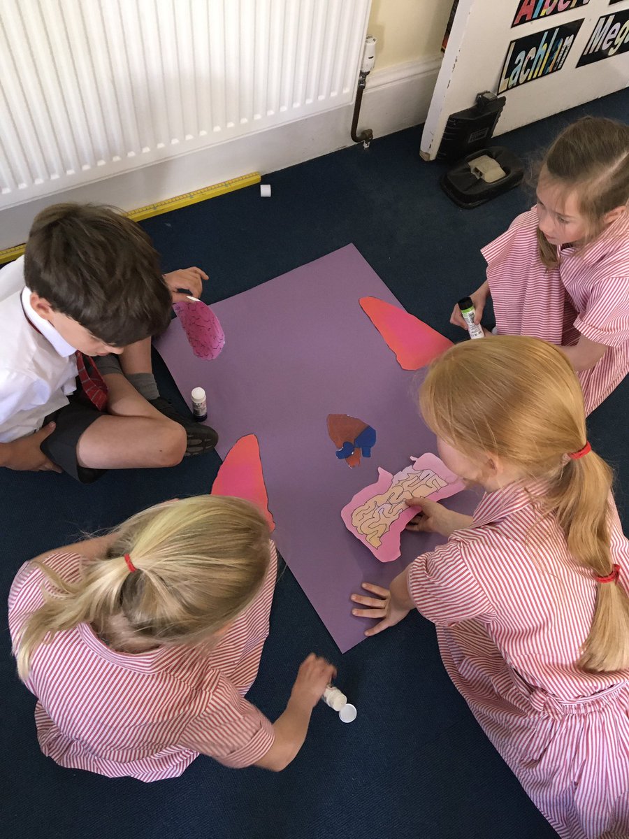 YateleyManorSch's tweet image. Today Year 3 demonstrated excellent collaborative skills when learning about the major organs in the body. ❤️ 🫁 🧠 
@iapsuk #collaboration #sciencestars
