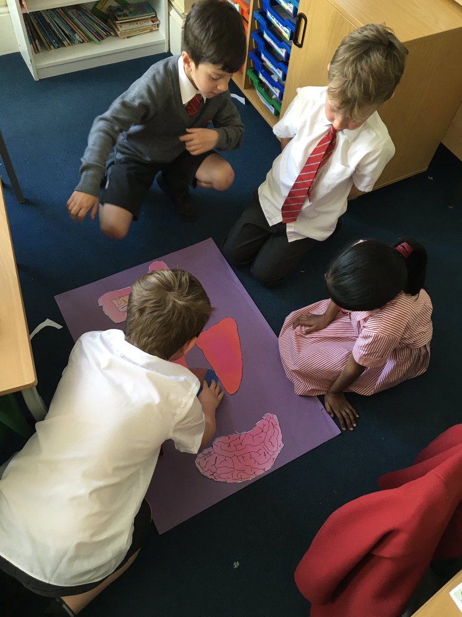 YateleyManorSch's tweet image. Today Year 3 demonstrated excellent collaborative skills when learning about the major organs in the body. ❤️ 🫁 🧠 
@iapsuk #collaboration #sciencestars