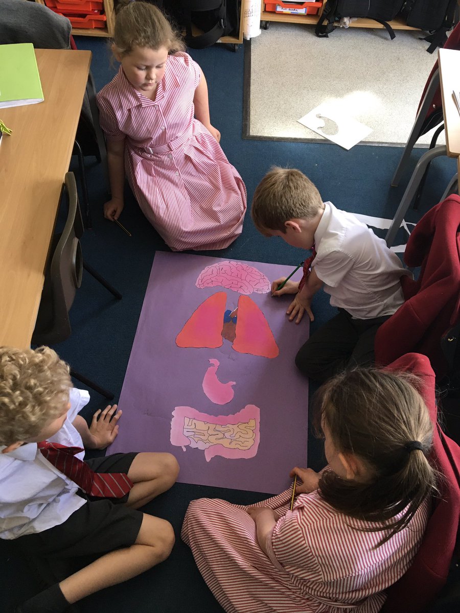 YateleyManorSch's tweet image. Today Year 3 demonstrated excellent collaborative skills when learning about the major organs in the body. ❤️ 🫁 🧠 
@iapsuk #collaboration #sciencestars