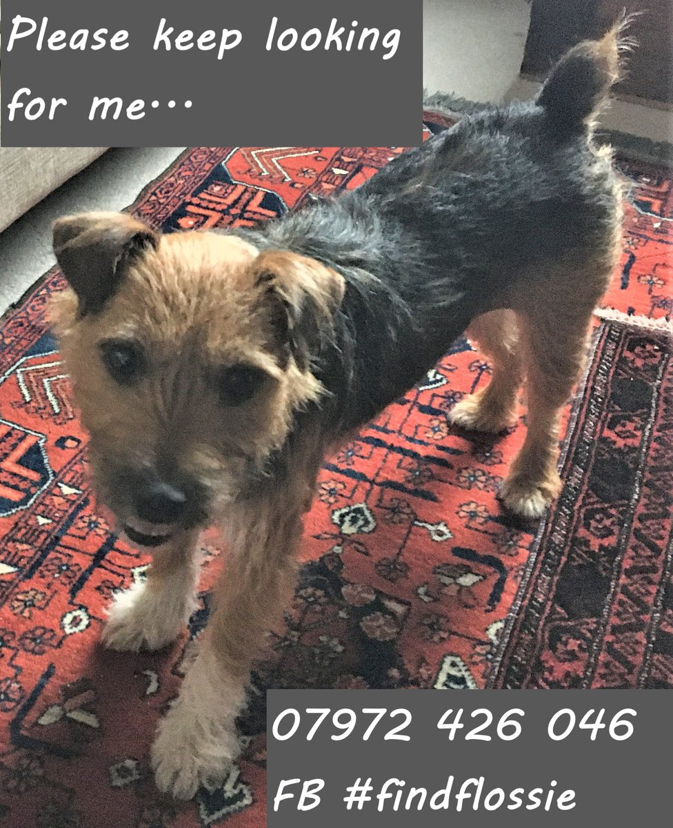 We will find you, with help from our kind followers. Please re-tweet if you can. x
#WednesdayMotivation #missingdog #dogsoftwitter