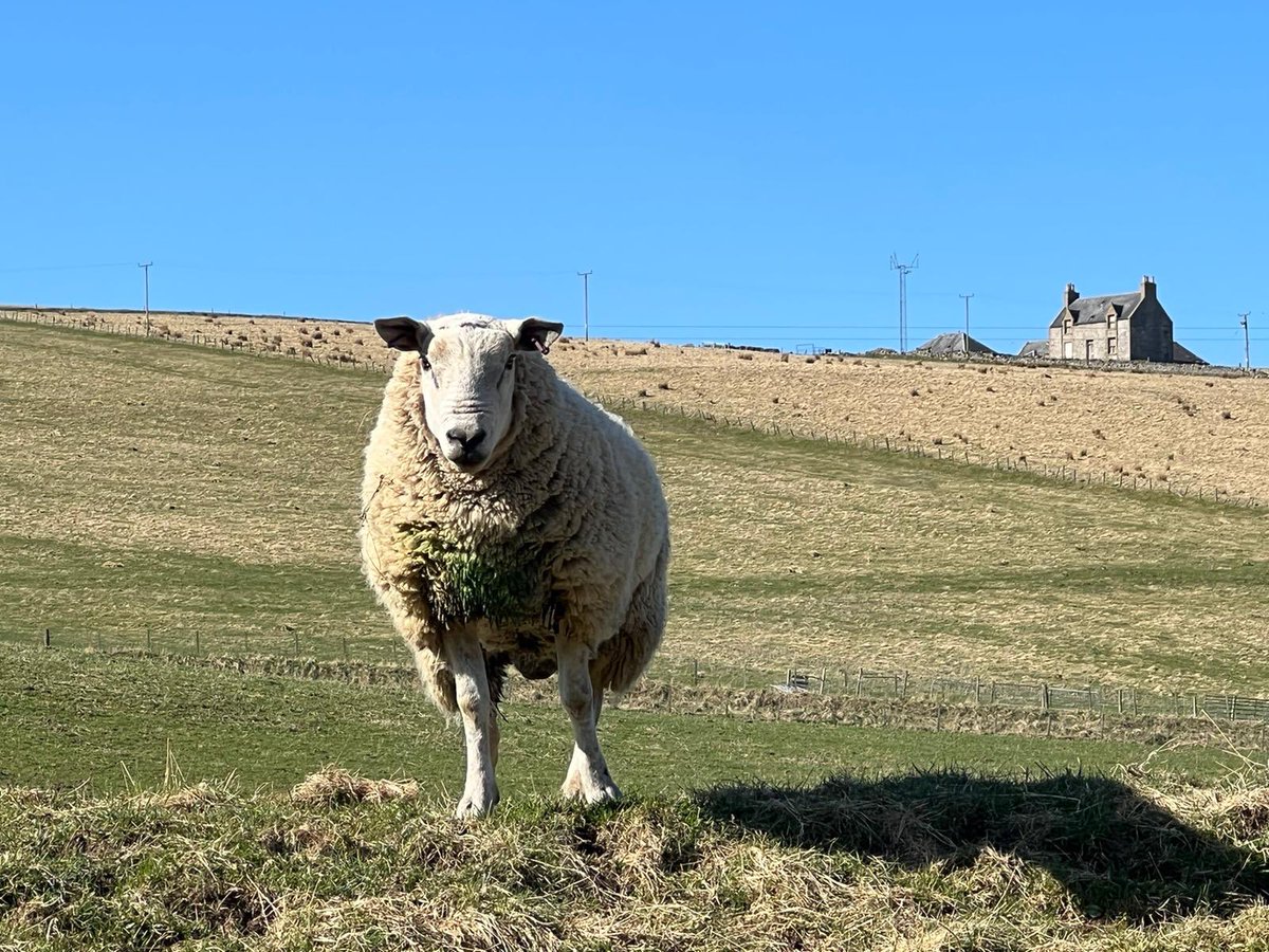 AST_Salmon's tweet photo. The hard work continues on the River #Deveron and the @DBIRCT team were treated to a glorious sunny day to set up and tag their smolts on the riverbank. All under the watchful eye of their 2022 mascot ram! ๐
#MorayFirthTrackingProject #TrackingNotSlacking #WildSalmonFirst https://t.co/2oUXmLCH2s