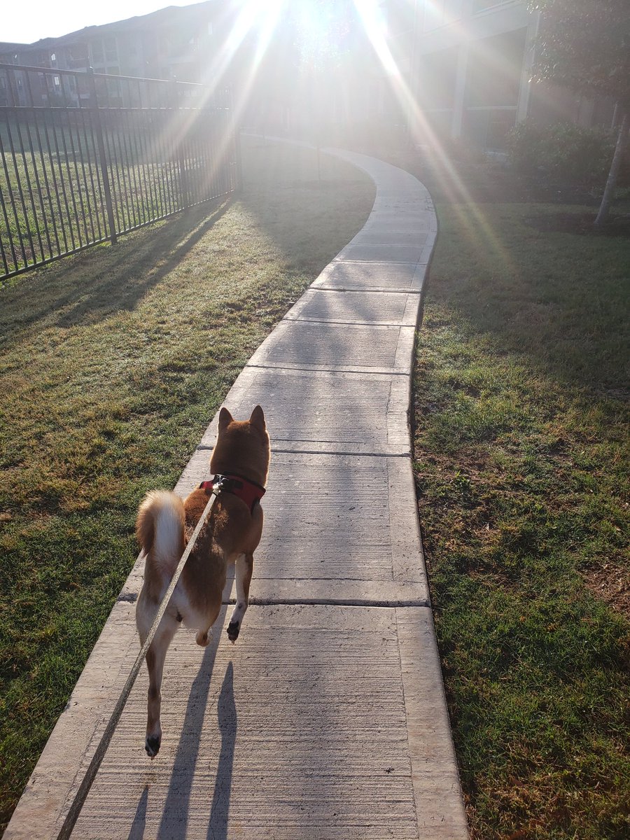 TameraJones_'s tweet photo. My jaunty walking partner enjoying the first sunshine in a week while I start #KingsCage by @VictoriaAveyard 👑🩸 https://t.co/LZAHarx67d